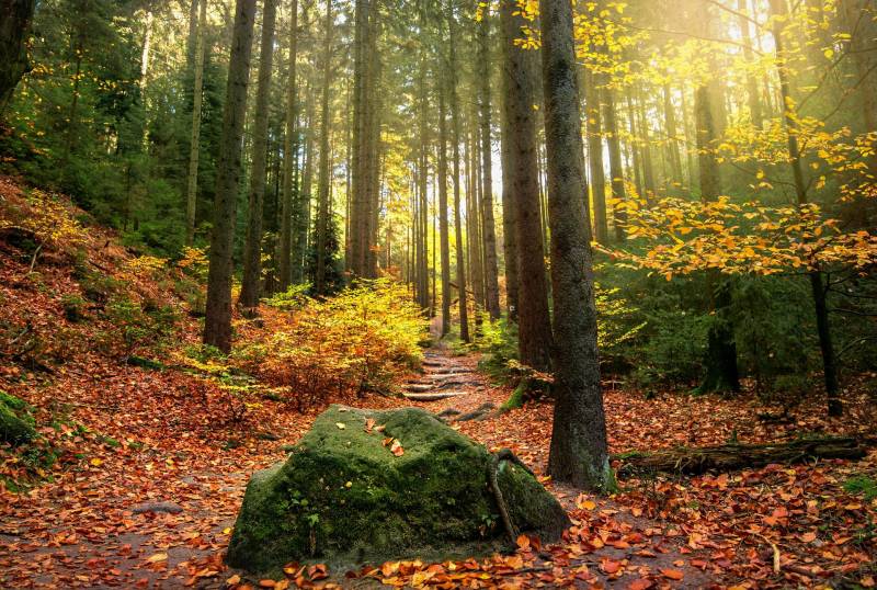 forêt