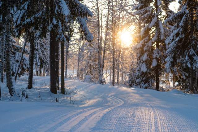 Foret de sapin montagne